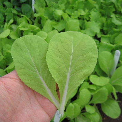 Picture of Pak Choi Golden Yellow F1